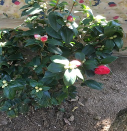 4山茶花(huā).JPG