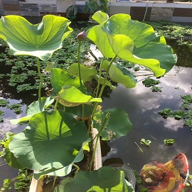 荷花(huā)2，魚塘區(qū)兩張荷花(huā)中第一張删掉，第二張變第一張，這張是第二張.jpg